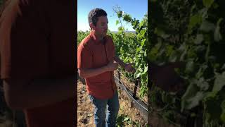 Leafing the Vineyard