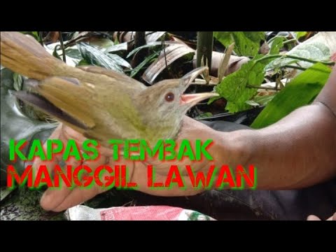 suara jitu untuk pikat kapas tembak