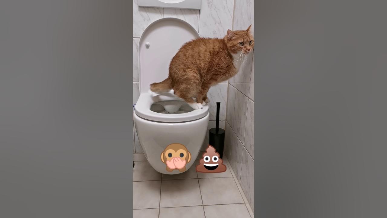 Lustig funny Katze geht auf Toilette, kackt und pinkelt Cat goes to the toilet, poops and