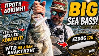 Πρώτη Δοκιμή Ezdog 125 | Big Sea Bass Topwater Strike! 💥