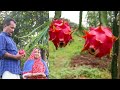 പുറംനാട്ടിലെ പഴവർഗങ്ങൾ - Foreign Fruits Farming in Vazhakkad, Malappuram, Kerala