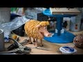 The stopmotion puppets of aardman animations