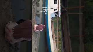 perahu layar