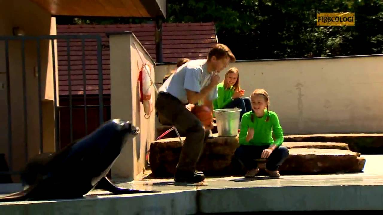 Firbcologi: morski lev