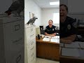 Parrot Proposes to Police Officer 😂 #FunnyParrot #TalkingBird #Shorts