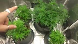 Miracle Grow,,Sshhhh, don't tell anyone. Don't forget to SUBSCRIBE