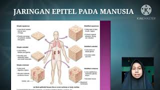 Jaringan epitel pada manusia
