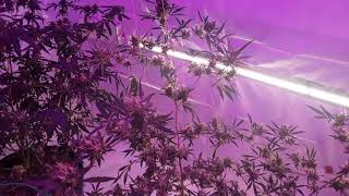 Had to string up #GreenCrack buds getn Heavy 🚜🌱