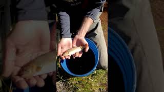 Protecting cutthroat trout in Grand County, Colorado.