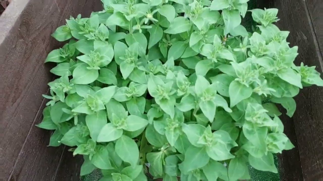 Мой сад на Урале. Пятый сезон. Август середина 2025.