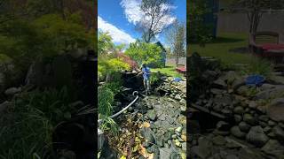 Backyard Koi Pond Cleaning WORK IN PROGRESS with Maintenance Master Will! 🛠️🐟#backyard #koi #pond
