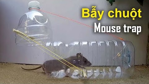 Cách làm bẫy chuột bằng chai nhựa cực đơn giản - Cách bẫy chuột hiệu quả tại nhà