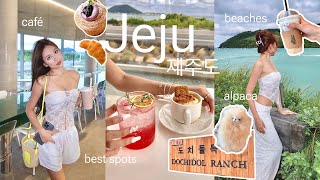 Jeju vlogwhere to go, eat and stay | best cafes, shops, tea museums, alpaca ranch