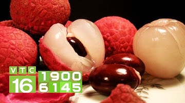 Bắc Giang: 600 nghìn/kg vải thiều hữu cơ | VTC16