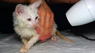 Poor Kitten, Who is Blind And Deaf After the Seizure, Likes to Take a Bath (kitten bath) Lucky Paws