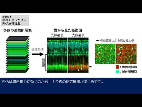 網膜が持つ未知の光応答を新しい顕微鏡観察法で発見