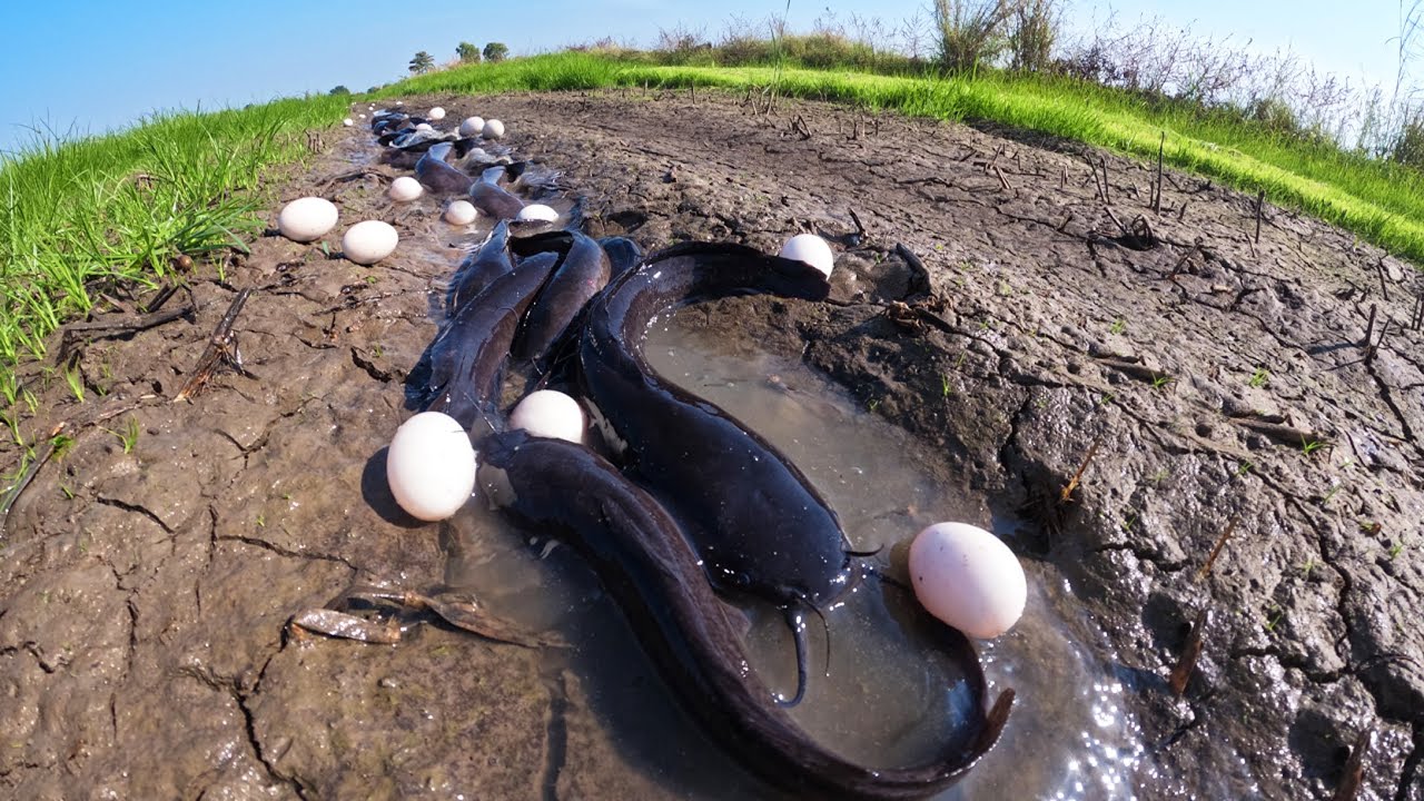 WOW Amazing! A man catch fish and pick a lot of duck eggs by hand  in rice field in shallow water
