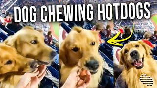 Dog With a Hair Cut Chewing Hotdogs at a Baseball Game