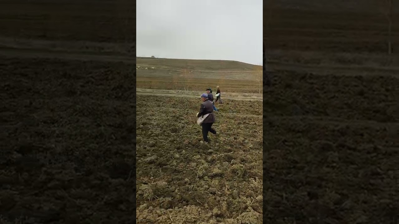 Ekim zamanı yulaf ekimi tohum saçma