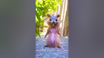 سنجاب |  سنجاب هديه |  Squirrfw  | قطة صغيرة   | حيوان متكلم | مزرعة الحيوانات