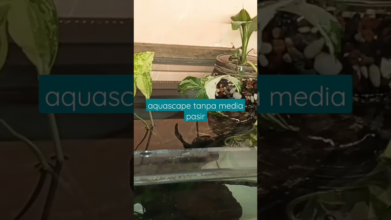 aquascape