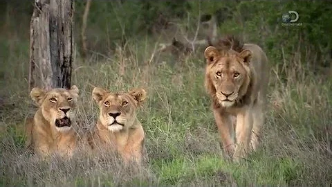 Discovery Channel Brothers In Blood The Lions Of Sabi Sand HDTV x264 CBFM