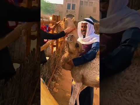 DUBAI 🇦🇪 BABY CAMEL #jamal #uae  ﺟِﻤَﺎﻝ 🐪 BEST LIFE #shorts
