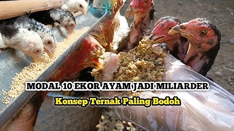 Modal Awal 10 Ekor Ayam! 3 Tahun Jadi Milyader