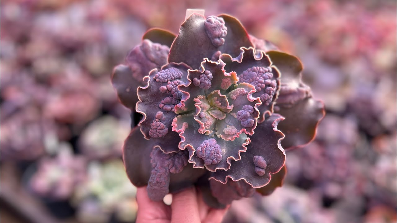 2° Parte Gibbifloras - Lançamentos 2025 Suculentas novas no mercado