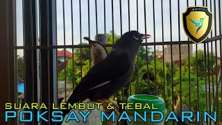 Poksay Mandarin Gacor Luar Biasa New 04