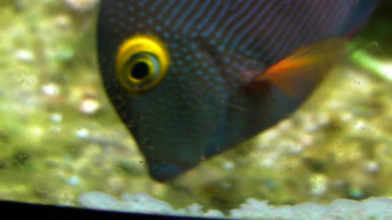 bottom feeder fish.MP4