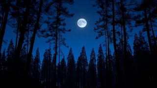 Insect & Cricket Sounds | Night Forest Ambience for Relaxation, Meditation & Deep Sleep