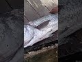 #epic #giant #thirty #five #pound #baracuda #caught #in #jamaica