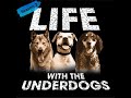 LIFE WITH THE UNDERDOGS The Little Dog That Could Season 2 Ep 10 LIFE WITH THE UNDERDOGS The Little Dog That Could Season 2 Ep 10