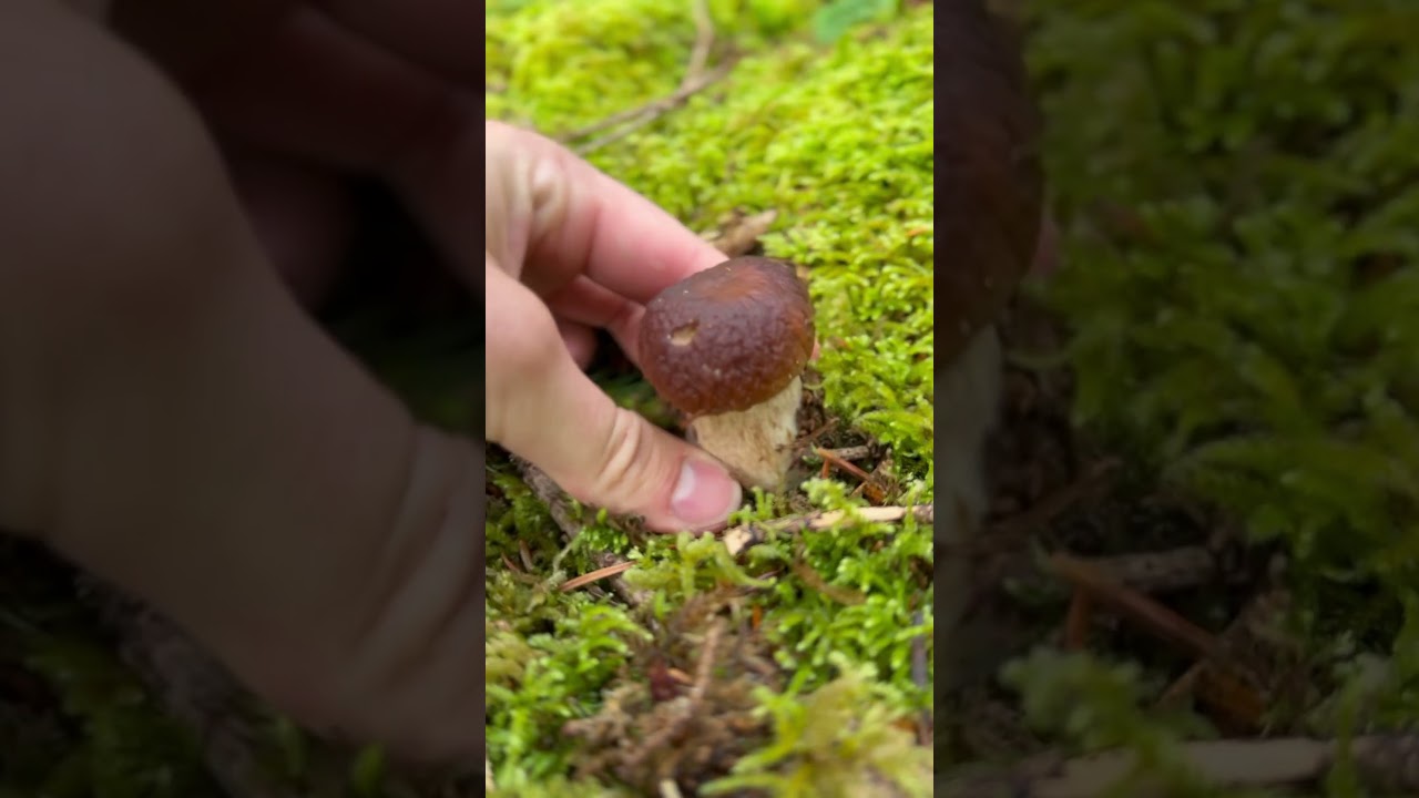 Steinpilze August 2025 