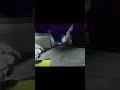 os memes dominaram o mundo