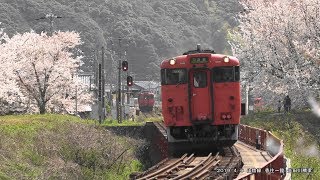 【４Ｋ】桜満開の矢田川を行く列車（山陰線 香住～鎧）(2019年4月6日)