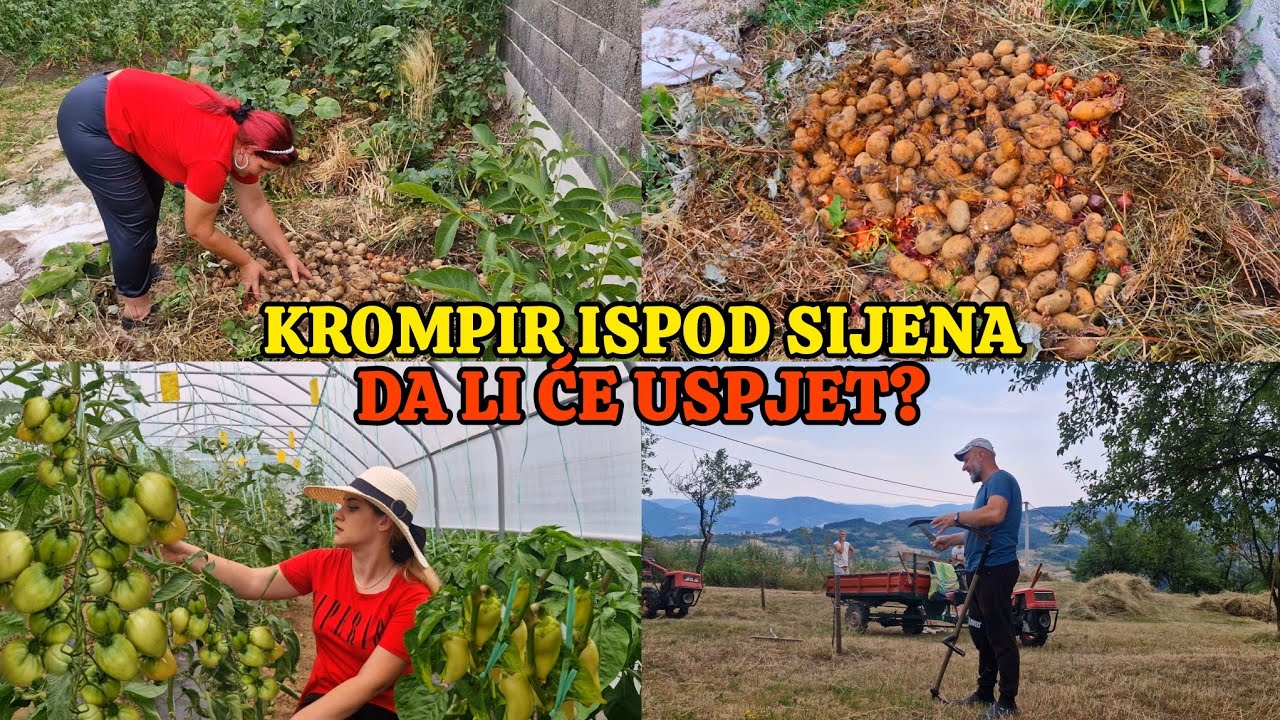 Sijem krompir pod sijeno✨️ stanje u plasteniku za poželjet💜