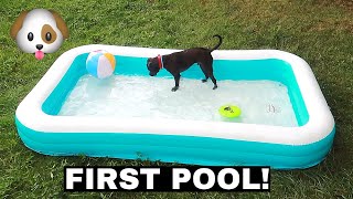 BUYING MY PITBULL PUPPY HIS FIRST POOL!!!