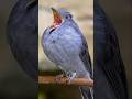 the loudest Bird sound, #birds #birdsounds #forest #nature #wildlife #animals