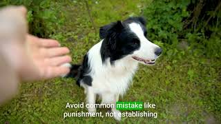 How to Potty Train a Border Collie Puppy by Porch Potty 138 views 5 months ago 44 seconds