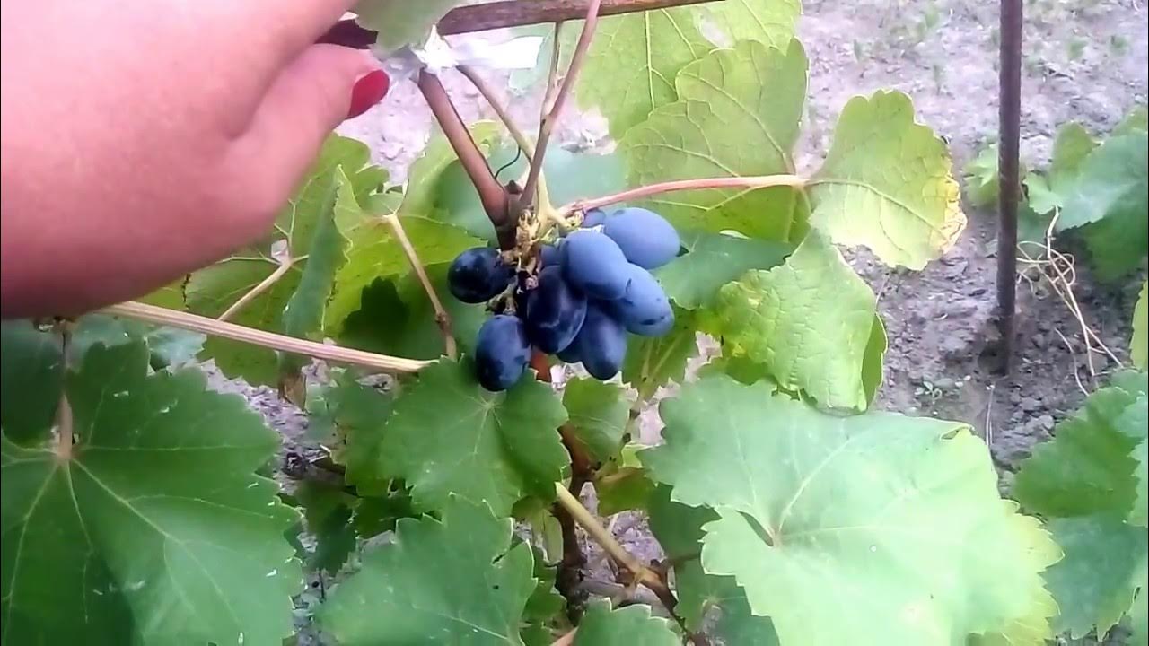 Виноград атос описание фото