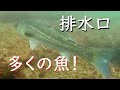 多くのチヌやスズキ!排水口の水中映像 忠岡高場
