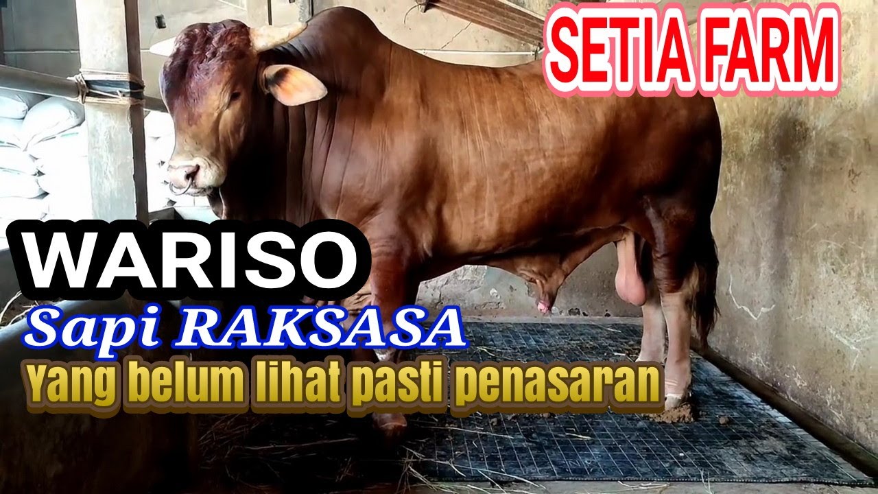 SOSOK WUJUD WARISO..!! SAPI ISTIMEWA DI SETIA FARM - YouTube
