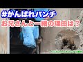 パンチくんがお兄さんと一緒に出て来た理由は?&サル山で運動会(What was the reason Punch-kun came out with the keepers?) 2026.03.19