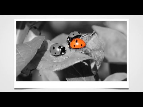 A Simple Color Splash Tutorial - Show your True Colors with Fotor's Color Splash!