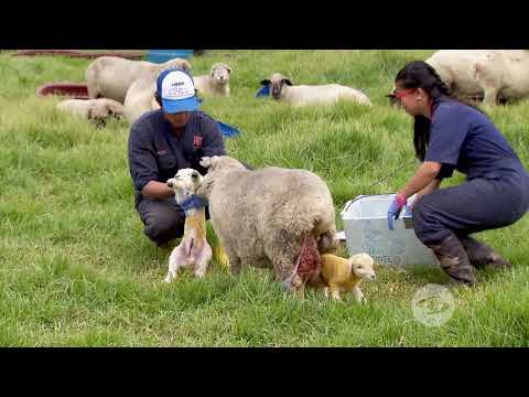 Video: ¿A qué empiezan a balar las ovejas que les enseñaron eso?