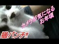 田んぼで拾った猫を育てる⑩
