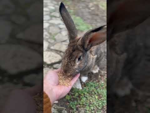 How to feed a rabbit - როგორ ვაჭამოთ კურდღელს