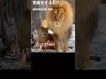 大切な事🍀Important things＃ライオン #オリトイオイトフウレイ #ファミリー #赤ちゃん #lion #cute #animal #cubs